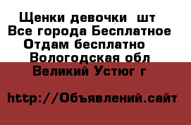 Щенки девочки 4шт - Все города Бесплатное » Отдам бесплатно   . Вологодская обл.,Великий Устюг г.